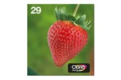 Inkt, toner en verbruiksartikelen - Epson Multipack 29 EasyMail - C13T29864511