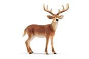 Schleich - Schleich Wild leven - 14818