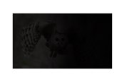 Systeemaccessoires - Natec OWL notebook privacy filter: OWL laptop privacy filter - NFP-1474