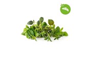 Smart Home - Click & Grow Slimme Tuin Navulling 9-pack Italiaanse Kruidenmix - PPMIPX9