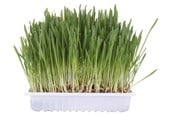Katten - Trixie Kattengras met Bak 100g - TX4235