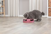 Katten - Trixie Vang de muis interactief kattenspeeltje verschillende kleuren - TX41411