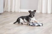 Honden - Trixie Warmtekussen voor verwarming in de magnetron - TX28792