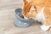 Katten - Trixie Ergonomic Feeding Bowl Ceramic XXL 0.35L 17cm - TX24805
