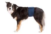 Honden - Trixie Washable Nappies for Male Dogs S-M Waist 37-45cm - TX23662