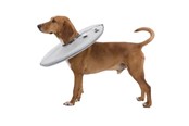 Honden - Trixie Protective Halsband polyester/foam S: 30–34 cm/19.5 cm Grijs - TX19423