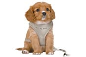 Honden - Trixie Junior Puppy Zacht Tuigje met Lijn Maat S-M Buikomvang 26-34cm - TX15560