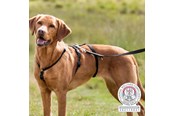 Honden - Trixie Panic Harness Stay Escape-Proof Dog Harness L-XL 75-Stomach Circum: 75-100cm - TX13094