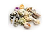 Vissen - Dohse Hobby Sea Shells Set s 20 pcs. - AT40221