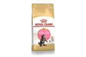 Katten - Royal Canin Maine Coon Kitten 2kg - 3182550816502
