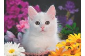 Puzzels - Ravensburger Schitterend katje - 13358
