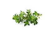 Smart Home - Click & Grow Slimme Tuin Navulling 3-pack - Tijm - SGR17X3