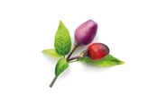 Smart Home - Click & Grow Smart Garden Refill 3-pack - Purple Chili Pepper - SGR46X3