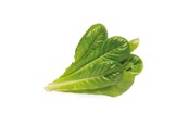Smart Home - Click & Grow Slimme Tuin Navulling 3-pack - Romeinse sla - SGR50X3