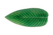 Keuken accessoires - Costa Nova Serving dish oblong leaf Riviera 40 x 17 cm Green/Black - 22783