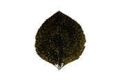 Keuken accessoires - Costa Nova Asiet Hydrangea leaf Riviera 17 x 15 cm Dark green/Black - 22703