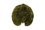 Tafeldekking - Costa Nova Plate Water lily pad Riviera 18 x 17 cm Dark green/Black - 22706