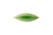 Keuken accessoires - Costa Nova Asiet bay leaf Riviera 18 x 5.7 cm Green/Black Ceramic - 22707