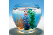 Speelgoed - Goki Magic Shell 1pc. - 60836