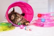 Katten - Dogman Opvouwbare Kattenspeeltunnel 25x60cm - 331335