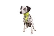 Honden - Trixie Veiligheidsbandana voor honden L-XL 43-60cm - TX30123