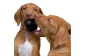 Honden - KONG Dog Toy Ball Extreme Small 6cm - 340424