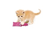 Katten - KONG Cat Toy Kickeroo Kitten Assorted Colors - 340452