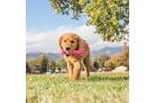 Honden - KONG Hondenspeeltje Wubba Puppy 21cm - 340468