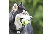 Honden - KONG Hondenspeeltje SqueakAir Ball XLarge 10cm - 340525