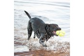 Honden - KONG Hondenspeeltje AirDog Squeaker Football Medium 12.5cm - 340533