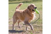 Honden - KONG Hondenspeeltje Airdog Fetch Stick met Touw - 340537