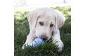 Honden - KONG Dog Toy Kong Puppy Medium Assorted Colors (1-Pack) - 340701