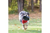 Honden - KONG Dog Toy Extreme Flyer Frisbee 25cm - 340704