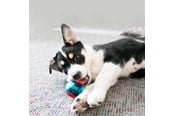 Honden - KONG Dog Toy Squeezz Action Ball Red Medium (3-Pack) - 340706