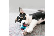 Honden - KONG Dog Toy Squeezz Action Ball Red Small (3-Pack) - 340707