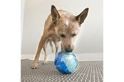 Honden - KONG Dog Toy Rewards Ball Large 12cm - 340740