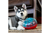 Honden - KONG Dog Toy Rewards Shell S - 340741