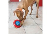 Honden - KONG Dog Toy Gyro Small 14cm - 340808