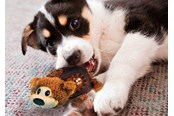 Honden - KONG Dog Toy Shells Bear 14cm - 340810