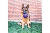 Honden - KONG Dog Toy Flexball 15cm - 340861