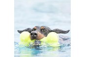 Honden - KONG Hondenspeeltje AirDog Squeaker Bone 11cm - 340912