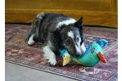 Honden - KONG Hondenspeeltje Ballistic Vibez Birds Medium/Groot 26cm - 341122