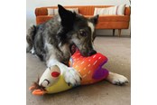 Honden - KONG Dog Toy Ballistic Vibez Llamas Medium/Large 28cm - 341123
