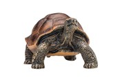 Speelgoed - Mojo Wildlife Giant Tortoise - 387259
