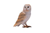 Speelgoed - Mojo Wildlife Barn Owl - 381054