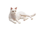 Speelgoed - Mojo Farmland Lying Cat White - 387368