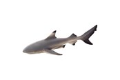 Speelgoed - Mojo Sealife Blacktip Reef Shark - 387357