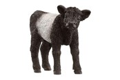 Schleich - Schleich Galloway Calf - 13969