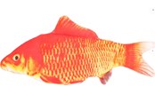 Katten - FLAMINGO - Cat toy Flounder electric fish orange - 540058517707
