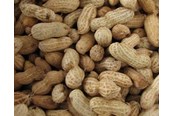 Vogelvoer, snacks & vitaminen - Hobby First Peanuts with shell 10 kg - 0568